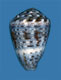 Click to see a larger version of this image (Conus aristophanes  Sowerby ii, 1857 Primary Type Image)