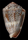 Click to see a larger version of this image (Conus aristophanes  Sowerby ii, 1857 Primary Type Image)