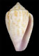 Click to see a larger version of this image (Conus armillatus  C. B. Adams, 1850 Primary Type Image)