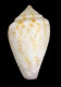 Click to see a larger version of this image (Conus armillatus  C. B. Adams, 1850 Primary Type Image)