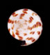 Click to see a larger version of this image (Conus spurius arubaensis  Nowell-Usticke, 1968 Primary Type Image)