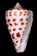 Click to see a larger version of this image (Conus spurius arubaensis  Nowell-Usticke, 1968 Primary Type Image)