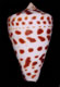 Click to see a larger version of this image (Conus spurius arubaensis  Nowell-Usticke, 1968 Primary Type Image)