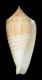 Click to see a larger version of this image (Conus asiaticus  da Motta, 1985 Primary Type Image)