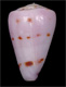 Click to see a larger version of this image (Conus atlanticoselvagem  Afonso & Tenorio, 2004 Primary Type Image)