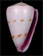 Click to see a larger version of this image (Conus atlanticoselvagem  Afonso & Tenorio, 2004 Primary Type Image)