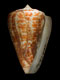 Click to see a larger version of this image (Conus spurius atlanticus  Clench, 1942 Primary Type Image)