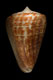 Click to see a larger version of this image (Conus spurius atlanticus  Clench, 1942 Primary Type Image)