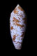 Click to see a larger version of this image (Conus aulicus  Linnaeus, 1758 Primary Type Image)