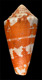 Click to see a larger version of this image (Conus aurantius  Hwass in Bruguière, 1792 Primary Type Image)