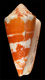 Click to see a larger version of this image (Conus aurantius  Hwass in Bruguière, 1792 Primary Type Image)