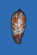 Click to see a larger version of this image (Conus auratus  Hwass in Bruguière, 1792 Primary Type Image)