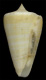 Click to see a larger version of this image (Conus spurius aureofasciatus  Rehder & Abbott, 1951 Primary Type Image)