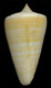 Click to see a larger version of this image (Conus spurius aureofasciatus  Rehder & Abbott, 1951 Primary Type Image)