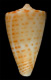 Click to see a larger version of this image (Conus aureolus  Sowerby, 1858 Primary Type Image)