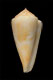 Click to see a larger version of this image (Conus aureonimbosus  Petuch, 1987 Primary Type Image)