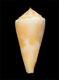 Click to see a larger version of this image (Conus aureonimbosus  Petuch, 1987 Primary Type Image)