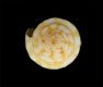 Click to see a larger version of this image (Conus aureonimbosus  Petuch, 1987 Primary Type Image)