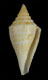 Click to see a larger version of this image (Conus aureopunctatus  Petuch, 1987 Primary Type Image)