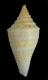 Click to see a larger version of this image (Conus aureopunctatus  Petuch, 1987 Primary Type Image)