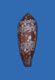 Click to see a larger version of this image