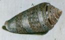 Click to see a larger version of this image