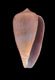 Click to see a larger version of this image (Conus aurora  Lamarck, 1810 Primary Type Image)