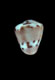 Click to see a larger version of this image (Conus australis  Schröter, 1803 Primary Type Image)