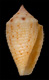 Click to see a larger version of this image (Conus axelrodi  Walls, 1978 Primary Type Image)