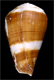 Click to see a larger version of this image (Conus babaensis  Rolán & Röckel, 2001 Primary Type Image)