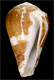 Click to see a larger version of this image (Conus babaensis  Rolán & Röckel, 2001 Primary Type Image)