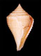 Click to see a larger version of this image (Conus armiger bajanensis  Nowell-Usticke, 1968 Primary Type Image)