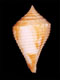 Click to see a larger version of this image (Conus armiger bajanensis  Nowell-Usticke, 1968 Primary Type Image)