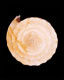 Click to see a larger version of this image (Conus armiger bajanensis  Nowell-Usticke, 1968 Primary Type Image)