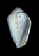 Click to see a larger version of this image (Conus baldichieri  Borson, 1820 Primary Type Image)