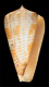 Click to see a larger version of this image (Conus maculospira bangladeshianus  da Motta, 1985 Primary Type Image)