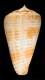 Click to see a larger version of this image (Conus maculospira bangladeshianus  da Motta, 1985 Primary Type Image)