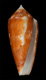 Click to see a larger version of this image (Conus barbieri  Raybaudi Massilia, 1995 Primary Type Image)