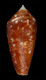 Click to see a larger version of this image (Conus barbieri  Raybaudi Massilia, 1995 Primary Type Image)