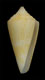 Click to see a larger version of this image (Conus bayeri  Petuch, 1987 Primary Type Image)