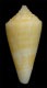 Click to see a larger version of this image (Conus bayeri  Petuch, 1987 Primary Type Image)