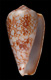 Click to see a larger version of this image (Conus pennaceus bazarutensis  Fernades & Monteiro, 1988 Primary Type Image)