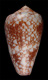 Click to see a larger version of this image (Conus pennaceus bazarutensis  Fernades & Monteiro, 1988 Primary Type Image)