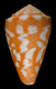 Click to see a larger version of this image (Conus beddomei  Sowerby iii, 1901 Primary Type Image)