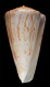 Click to see a larger version of this image (Conus bellocqae  van Rossum, 1995 Primary Type Image)