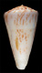 Click to see a larger version of this image (Conus bellocqae  van Rossum, 1995 Primary Type Image)