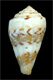 Click to see a larger version of this image (Conus bellulus  Rolán, 1990 Primary Type Image)