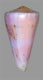 Click to see a larger version of this image (Conus berdulinus  Veillard, 1972 Primary Type Image)