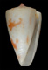 Click to see a larger version of this image (Conus bessei  Petuch, 1992 Primary Type Image)