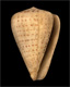 Click to see a larger version of this image (Conus betulinus  Linnaeus, 1758 Primary Type Image)